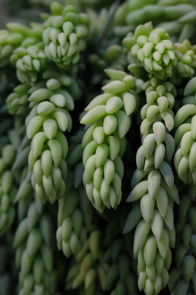 Sedum morganianum yakın çekim (eşek kuyruk veya burros kuyruk) — Stok fotoğraf