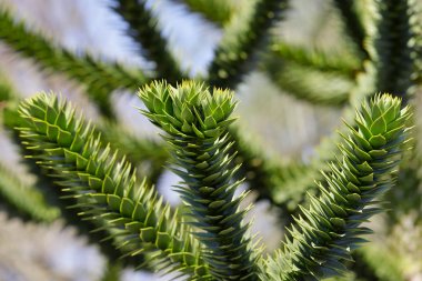 Araucaria araucana maymun bulmaca ağacının yaprakları görünümü
