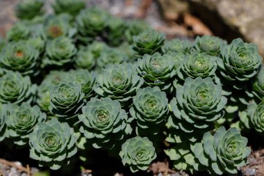 Rhodiola rosea bitki bahar bahçesinde yeni büyüme filizlenen