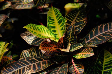 Codiaeum variegatum bahçe croton bitki yakın çekim