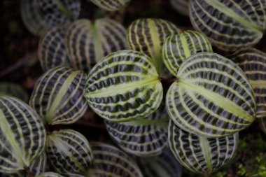 Geogenanthus poeppigii, seersucker plant clipart