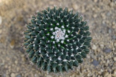 Keskin dikenler ile kaktüs egzotik bitki yakın çekim