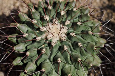 Keskin dikenler ile kaktüs egzotik bitki yakın çekim