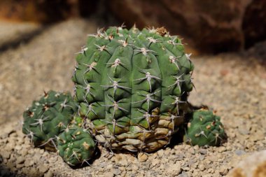 Keskin dikenler ile kaktüs egzotik bitki yakın çekim