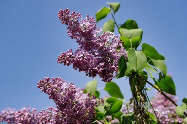 Çiçekli syringa vulgaris ortak leylak görünümü