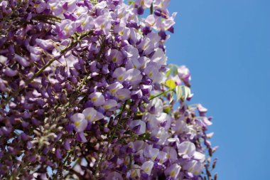 Çin wisteria sinensis çiçekli bitkilerin görünümü