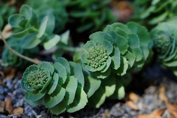 Rhodiola rosea roślina kiełkuje nowy wzrost w wiosennym ogrodzie — Zdjęcie stockowe