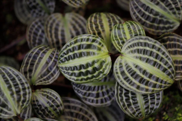 Geogenanthus poeppigii, seersucker bitki — Stok fotoğraf