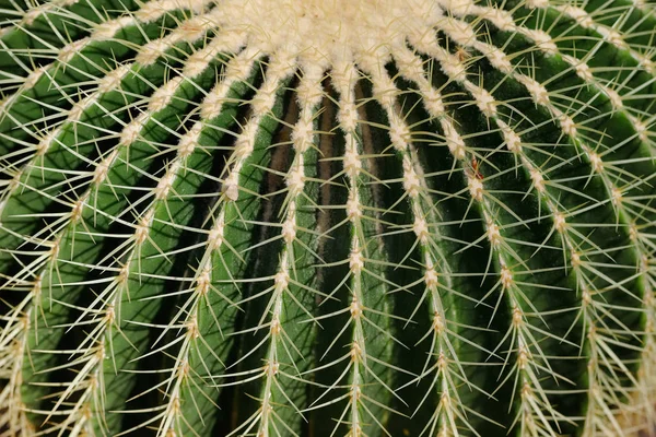 大仙人掌热带植物与锋利脊柱的特写 — 图库照片