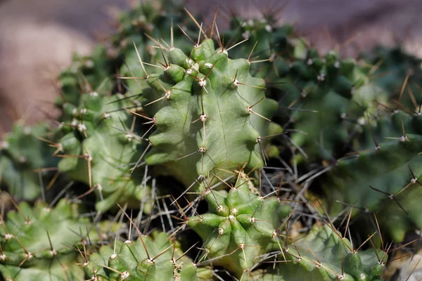 Närbild av kaktus exotiska växt med vassa Taggar — Stockfoto