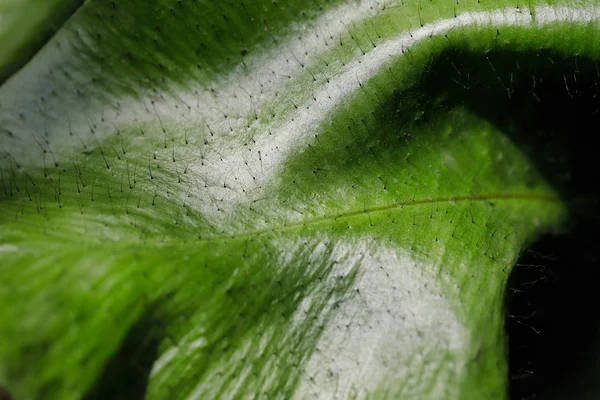 Close-up de folha verde grande no jardim tropical — Fotografia de Stock