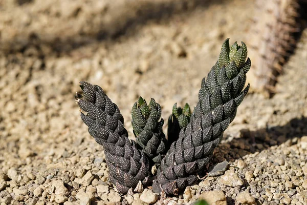 花园里仙人掌热带植物的特写 — 图库照片