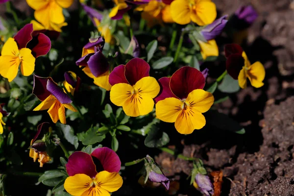 Zbliżenie fioletowo-żółtych kwiatów Viola w wiosennym ogrodzie — Zdjęcie stockowe