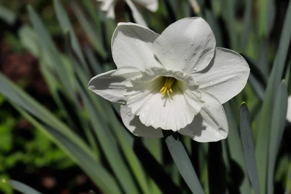 Retrato de flor narciso branco no jardim da primavera — Fotografia de Stock