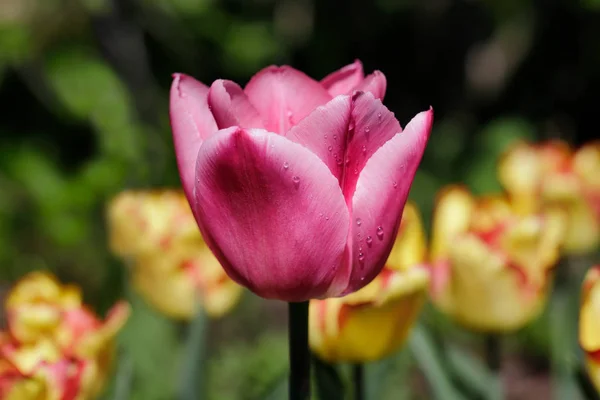 Крупный план розового цветка тюльпана в весеннем саду — стоковое фото