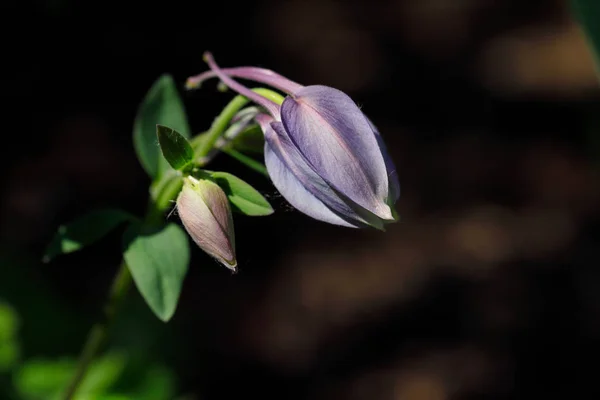 Närbild av lila blomma i vårträdgården — Stockfoto