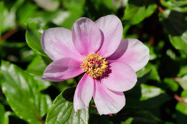 Zbliżenie pastelowych Rosa piwonia (paeony) kwiat — Zdjęcie stockowe