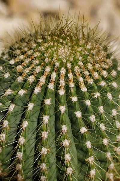 Close-up of big cactus exotic plant with sharp spines — Stock Photo, Image