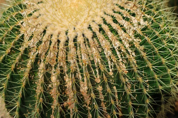 大仙人掌异国植物的特写，锋利的脊柱 — 图库照片