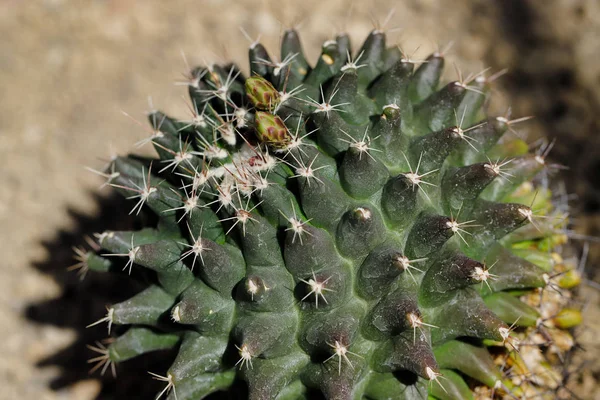 Κοντινό-up του κάκτου εξωτικό φυτό με αιχμηρά αγκάθια — Φωτογραφία Αρχείου