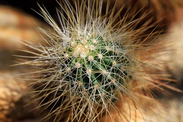 날카로운 척추와 갈색 선인장 이국적인 식물의 클로즈업 — 스톡 사진