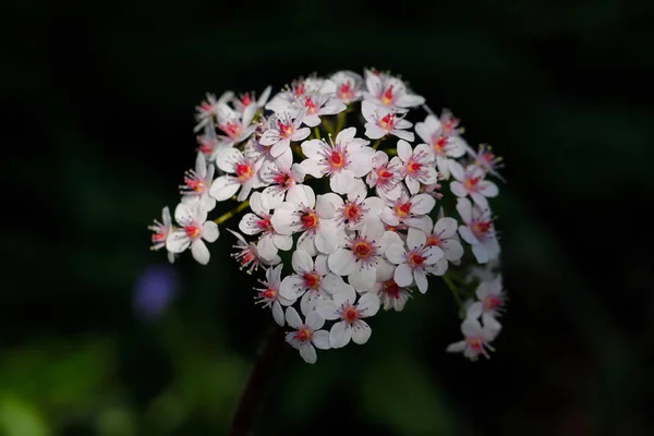 Närbild av pastell rosa små blommor i vårtid trädgård — Stockfoto