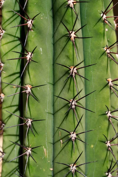 大仙人掌异国植物的特写，锋利的脊柱 — 图库照片