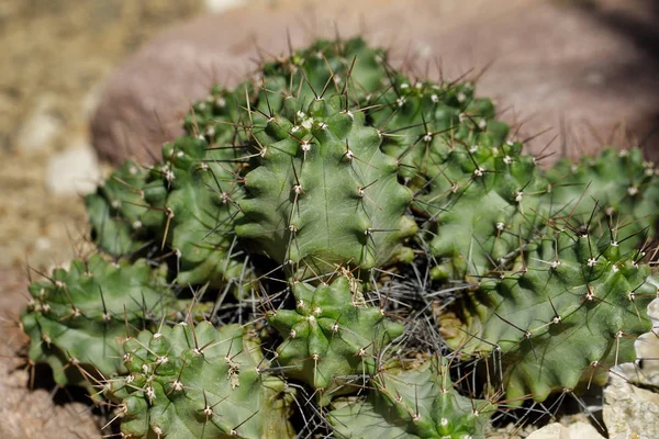 Närbild av kaktus exotiska växt med vassa Taggar — Stockfoto