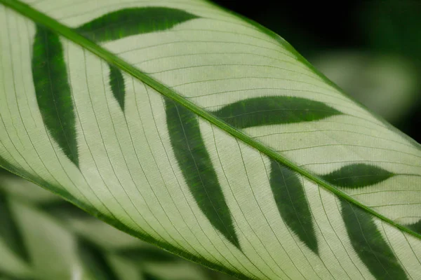 マランタ科カラシア・レオパルディーナ常緑葉のクローズアップ — ストック写真