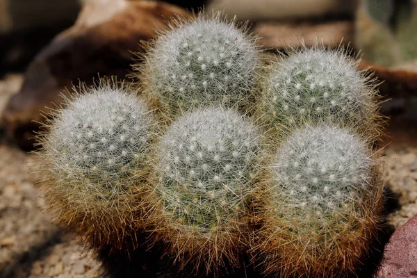 Close-up de planta exótica cacto bola com espinhos afiados — Fotografia de Stock