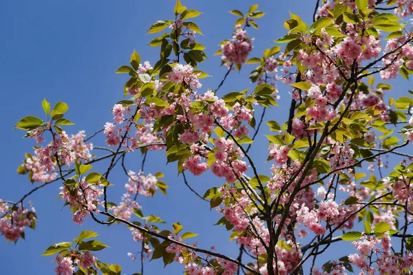 春の庭でアーモンドの木プルヌスダルシスの開花 — ストック写真