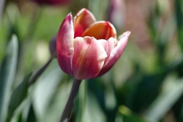 Porträt einer pastellfarbenen Tulpenblume — Stockfoto