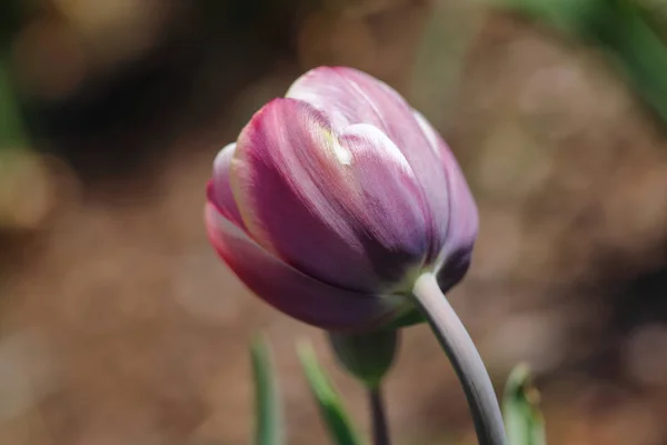 Porträt einer pastellfarbenen Tulpenblume — Stockfoto