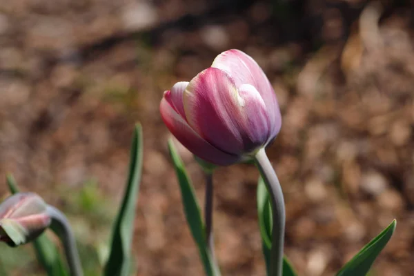 Porträt einer pastellfarbenen Tulpenblume — Stockfoto