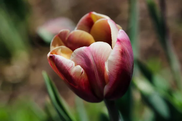 Nahaufnahme einer bunten Tulpenblüte im Frühlingsgarten — Stockfoto