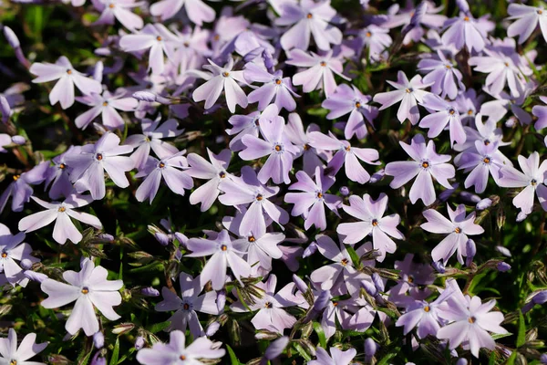 Vista de pequeñas flores lila en el jardín de primavera — Foto de Stock