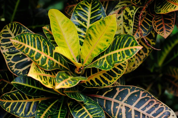 코디에움 바리에가툼 가든 크로톤 열대 식물의 클로즈업 — 스톡 사진