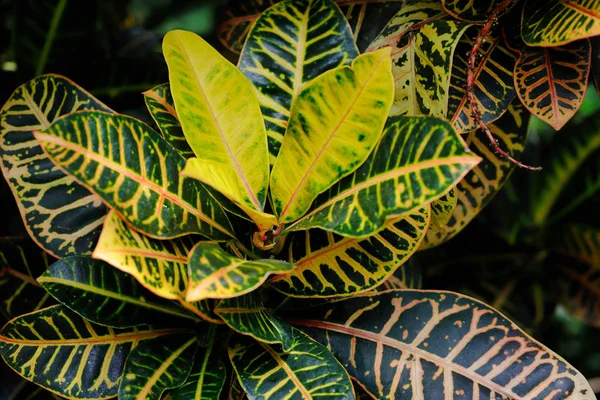 Codiaeum variegatum bahçe croton tropikal bitki yakın çekim