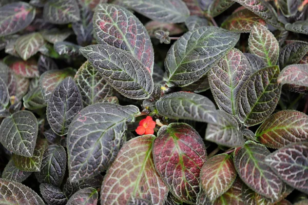 Kilátás episcia reptans egy nemzetség a trópusi virágos növény — Stock Fotó