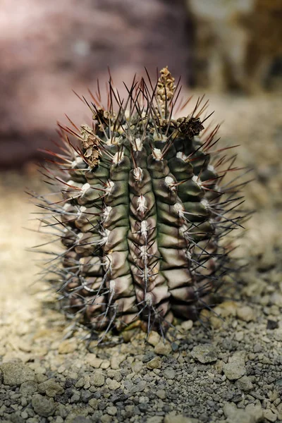 Närbild av kaktus exotiska växt med vassa Taggar — Stockfoto