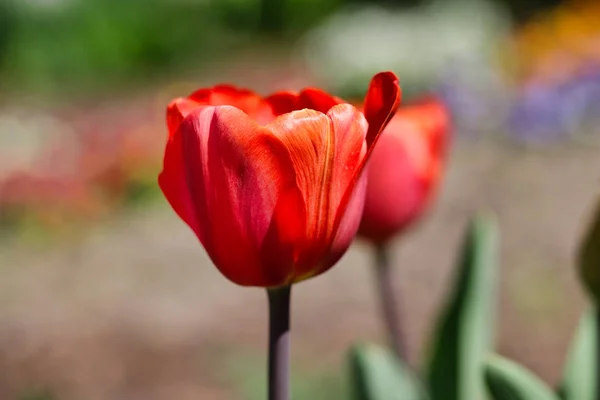 Porträt roter Tulpenblüten im Frühlingsgarten — Stockfoto