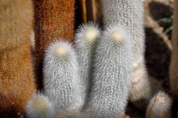 Крупним планом біло-коричнева кактусова екзотична рослина з гострими шипами — стокове фото