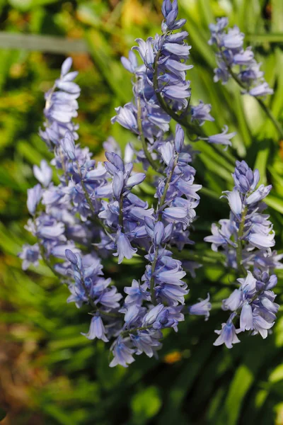 Vue des jacinthoïdes bleus à fleurs — Photo