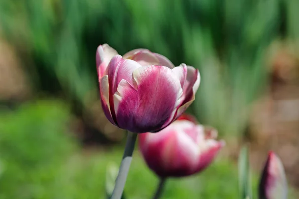 Портрет пастельно-белого тюльпана — стоковое фото