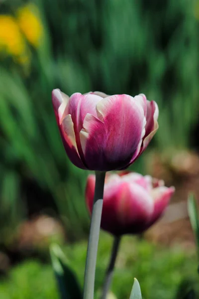 Porträt einer pastellrosa-weißen Tulpenblume — Stockfoto