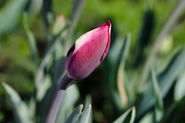 Porträt einer pastellrosa-weißen Tulpenblume — Stockfoto