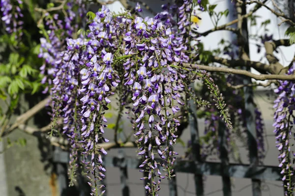 中国の藤のシネンシス開花植物の眺め — ストック写真