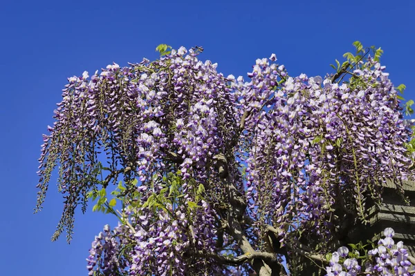 View of chinese wisteria sinensis flowering plants — Stock Photo, Image