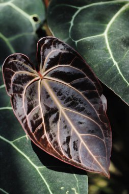 Kahverengi ve yeşil tropikal antoryum kristalinyum yapraklarının yakın çekim