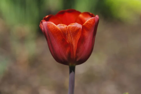 Портрет красного цветка тюльпана в саду весеннего времени — стоковое фото